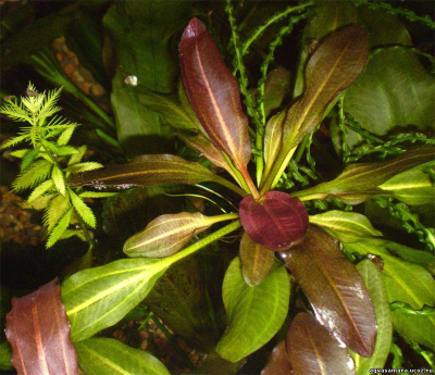 Эхинодорус Медведь, шт